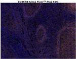 CD45RB Antibody in Immunohistochemistry (Paraffin) (IHC (P))