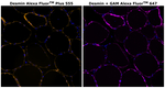 Desmin Monoclonal Antibody (DE-U-10), Alexa Fluor™ Plus 555