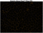 Desmin Antibody in Immunohistochemistry (Paraffin) (IHC (P))