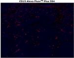 CD15 Antibody in Immunohistochemistry (Paraffin) (IHC (P))