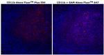 CD11b Monoclonal Antibody (C67F154), Alexa Fluor™ Plus 594