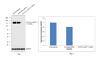 CD107a (LAMP-1) Antibody