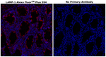 CD107a (LAMP-1) Antibody in Immunohistochemistry (Paraffin) (IHC (P))