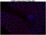 CD107a (LAMP-1) Antibody in Immunohistochemistry (Paraffin) (IHC (P))