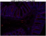 CD107a (LAMP-1) Antibody in Immunohistochemistry (Paraffin) (IHC (P))