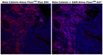 beta Catenin Monoclonal Antibody (15B8), Alexa Fluor™ Plus 594