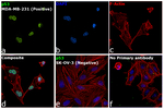p53 Antibody