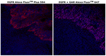EGFR Recombinant Rabbit Monoclonal Antibody (30H45L48), Alexa Fluor™ Plus 594