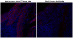 EGFR Antibody in Immunohistochemistry (Paraffin) (IHC (P))