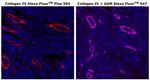 Collagen IV Monoclonal Antibody (1042), Alexa Fluor™ Plus 594