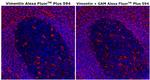 Vimentin Monoclonal Antibody (V9), Alexa Fluor™ Plus 594