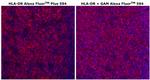 HLA-DR Monoclonal Antibody (LN3), Alexa Fluor™ Plus 594