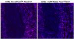 CD8 alpha Monoclonal Antibody (C8/144B), Alexa Fluor™ Plus 647