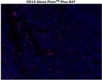 CD15 Antibody in Immunohistochemistry (Paraffin) (IHC (P))