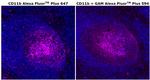 CD11b Monoclonal Antibody (C67F154), Alexa Fluor™ Plus 647