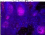 CD11b Antibody in Immunohistochemistry (Paraffin) (IHC (P))