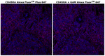 CD45RA Antibody in Immunohistochemistry (Paraffin) (IHC (P))