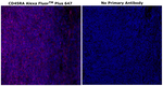 CD45RA Antibody in Immunohistochemistry (Paraffin) (IHC (P))