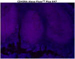 CD45RA Antibody in Immunohistochemistry (Paraffin) (IHC (P))