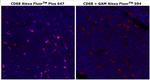 CD68 Monoclonal Antibody (KP1), Alexa Fluor™ Plus 647
