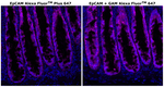 CD326 (EpCAM) Antibody in Immunohistochemistry (Paraffin) (IHC (P))