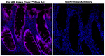 CD326 (EpCAM) Antibody in Immunohistochemistry (Paraffin) (IHC (P))