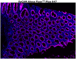 CD326 (EpCAM) Antibody in Immunohistochemistry (Paraffin) (IHC (P))