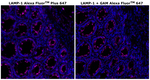 CD107a (LAMP-1) Antibody in Immunohistochemistry (Paraffin) (IHC (P))