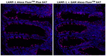 CD107a (LAMP-1) Antibody in Immunohistochemistry (Paraffin) (IHC (P))