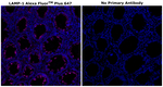 CD107a (LAMP-1) Antibody in Immunohistochemistry (Paraffin) (IHC (P))