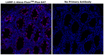 CD107a (LAMP-1) Antibody in Immunohistochemistry (Paraffin) (IHC (P))