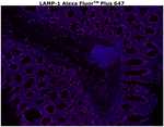 CD107a (LAMP-1) Antibody in Immunohistochemistry (Paraffin) (IHC (P))