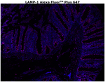 CD107a (LAMP-1) Antibody in Immunohistochemistry (Paraffin) (IHC (P))