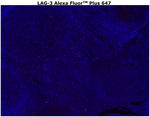 CD223 (LAG-3) Antibody in Immunohistochemistry (Paraffin) (IHC (P))