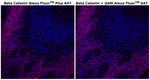 beta Catenin Antibody in Immunohistochemistry (Paraffin) (IHC (P))