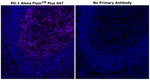 PD-1 (CD279) Antibody in Immunohistochemistry (Paraffin) (IHC (P))