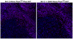 Bcl-2 Monoclonal Antibody (Bcl-2-100), Alexa Fluor™ Plus 647