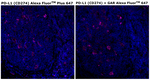 PD-L1 (CD274) Recombinant Rabbit Monoclonal Antibody (RM320), Alexa Fluor™ Plus 647