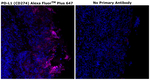 PD-L1 (CD274) Antibody in Immunohistochemistry (Paraffin) (IHC (P))