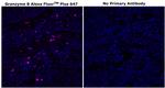 Granzyme B Antibody in Immunohistochemistry (Paraffin) (IHC (P))