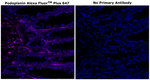 Podoplanin Antibody in Immunohistochemistry (Paraffin) (IHC (P))