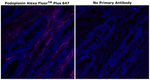 Podoplanin Antibody in Immunohistochemistry (Paraffin) (IHC (P))