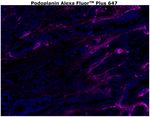 Podoplanin Antibody in Immunohistochemistry (Paraffin) (IHC (P))