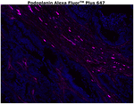 Podoplanin Antibody in Immunohistochemistry (Paraffin) (IHC (P))