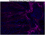 Podoplanin Antibody in Immunohistochemistry (Paraffin) (IHC (P))