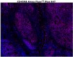 CD45RB Antibody in Immunohistochemistry (Paraffin) (IHC (P))