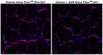 Desmin Monoclonal Antibody (DE-U-10), Alexa Fluor™ Plus 647