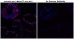 Desmin Antibody in Immunohistochemistry (Paraffin) (IHC (P))