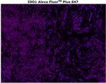 IDO Antibody in Immunohistochemistry (Paraffin) (IHC (P))