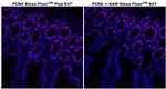 PCNA Monoclonal Antibody (PC10), Alexa Fluor™ Plus 647